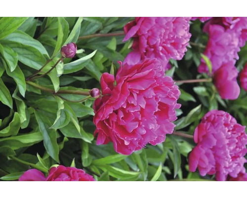 Nahaufnahme von rosa Pfingstrosenblüten mit grünen Blättern