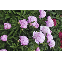 Nahaufnahme von rosa und roten Pfingstrosen im Gartenbeet