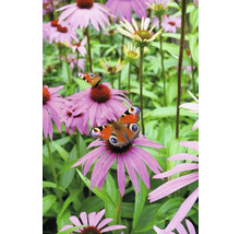 Schmetterling auf einer Purpursonnenhutblüte im Garten.