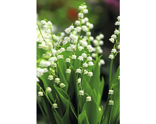 Nahaufnahme von Maiglöckchen mit grünen Blättern