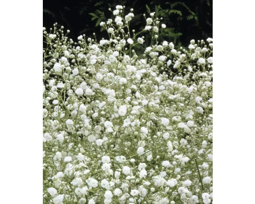 Schleierkraut mit kleinen weißen Blüten