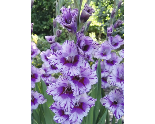 Gladiole mit gestreiften Blütenblättern im Garten