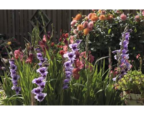 Blühende Gladiole im Gartenbeet
