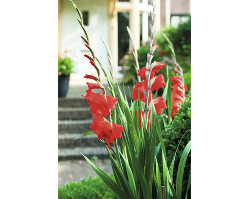Gladiole mit roten Blüten im Garten