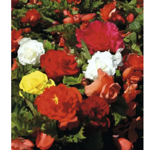 Begonienbeet mit roten, gelben und weißen Blüten