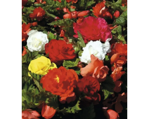 Begonienbeet mit roten, gelben und weißen Blüten
