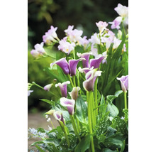Nahaufnahme von lila Calla-Lilien und weißen Freesien im Garten.