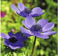 Drei blaue Anemonenblüten im Garten