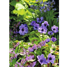 Nahaufnahme von blühenden Anemonen im Garten