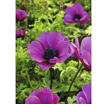 Nahaufnahme von lila Anemonenblüten im Garten