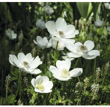 Nahaufnahme von Anemonenblüten im Garten