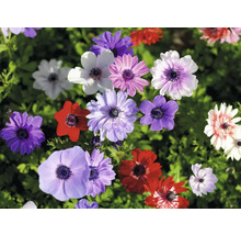 Blumenzwiebel Anemone FloraSelf 'St. Brigid Mischung' 15 Stück