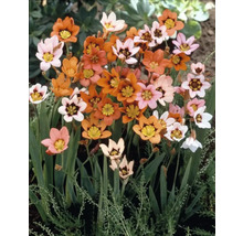 Sparaxis-Blüten in Orange, Rosa und Weiß mit gelben und schwarzen Akzenten.