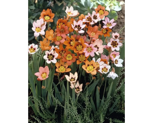 Sparaxis-Blüten in Orange, Rosa und Weiß mit gelben und schwarzen Akzenten.