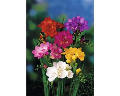 Mehrfarbige Freesienblüten mit grünen Stielen