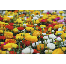 Blumenfeld mit verschiedenen Ranunkeln