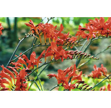Nahaufnahme von Crocosmia-Blüten
