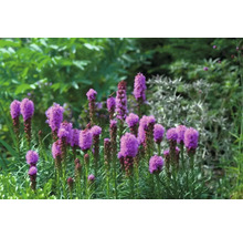 Blühende Ährenblume im Garten