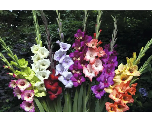 Mehrfarbiges Gladiolen Arrangement im Garten.