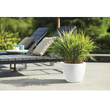 Szene mit Pflanze im Topf und Gartenmöbeln im Hintergrund