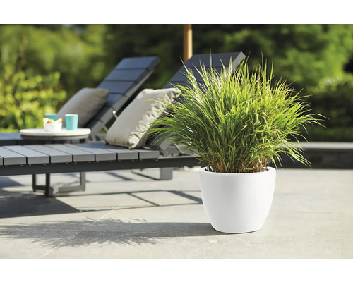 Szene mit Pflanze im Topf und Gartenmöbeln im Hintergrund