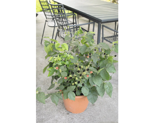 Brombeerpflanze im Topf mit reifen und unreifen Früchten