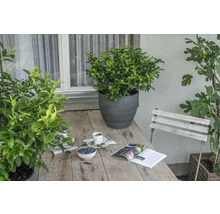 Gartenszene mit Holztisch, bepflanzten Töpfen, Zeitschrift und Schale mit Blaubeeren