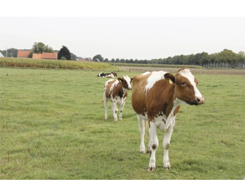 Grünlandsamen Kiepenkerl Weidemischung mit Klee 10 kg