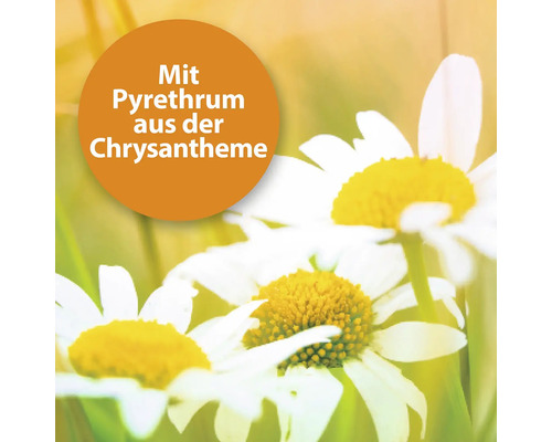 Blüten mit Hinweis auf Pyrethrum aus der Chrysantheme