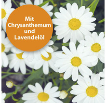 Nahaufnahme von Margeritenblüten mit dem Hinweis ''Mit Chrysanthemum und Lavendelöl''.
