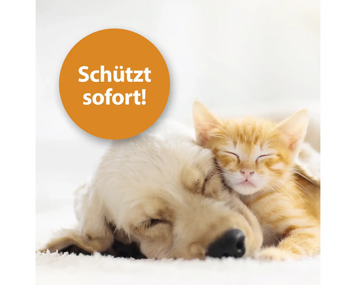 Hund und Katze kuscheln miteinander. Auf dem Bild ist der Hinweis: Schützt sofort!