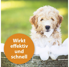 Hund in einer Wanne voller Schaum mit dem Text Wirkt effektiv und schnell