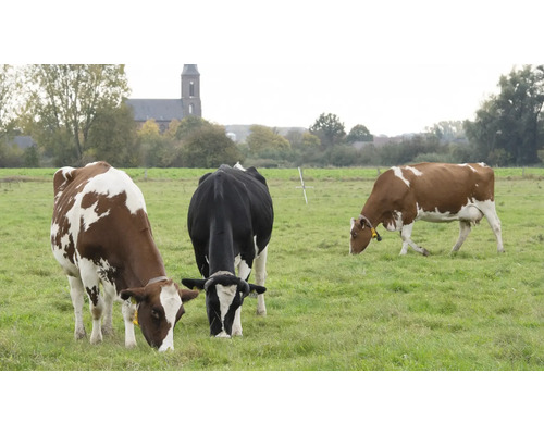 Drei Kühe auf einer grünen Wiese