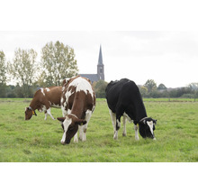Kühe auf einer Weide mit einer Kirche im Hintergrund.