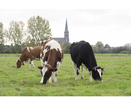 Kühe auf einer Weide mit einer Kirche im Hintergrund.