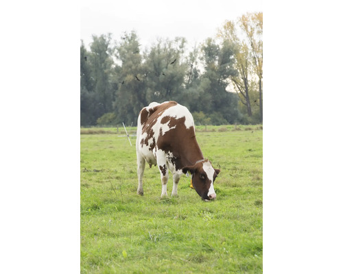 Eine braun-weiß gefleckte Kuh steht auf einer grünen Wiese.