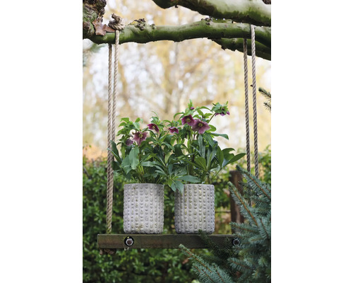 Schneerose, Lenzrose FloraSelf Helleborus orientalis Viv Ø 19 cm Topf einfache Blüte, zweifarbig Zwei Christrosen in strukturierten Töpfen auf einer Holzschaukel im Garten.
