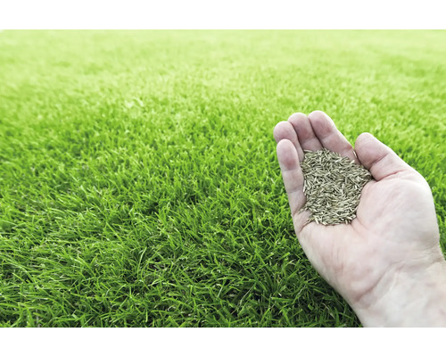 Eine Hand hält Rasensamen über einem Rasen