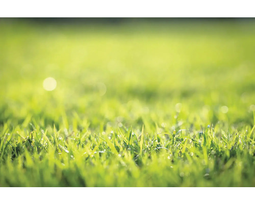 Nahaufnahme von Rasen im Garten