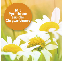 Drei Gänseblümchen mit dem Hinweis Mit Pyrethrum aus der Chrysantheme.