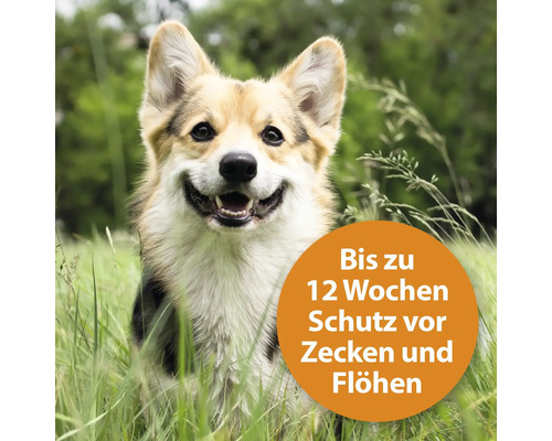 Porträt eines Hundes im Gras mit Hinweis auf bis zu zwölf Wochen Schutz vor Zecken und Flöhen