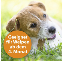 "Welpe mit einem Kauartikel im Gras