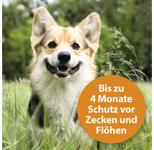 Porträt eines Corgis im Gras mit dem Hinweis bis zu vier Monate Schutz vor Zecken und Flöhen.