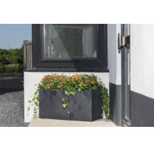 Blumenkasten mit stehenden Petunien vor einem Fenster