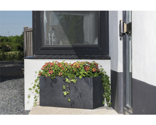 Blumenkasten mit stehenden Petunien vor einem Fenster