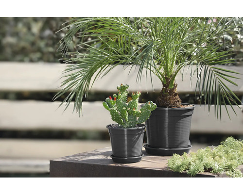 Zwei Topfpflanzen, eine Dattelpalme und ein Kaktus mit roten Blüten.