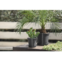 Untersetzer geli Standard Ø 10 cm anthrazit