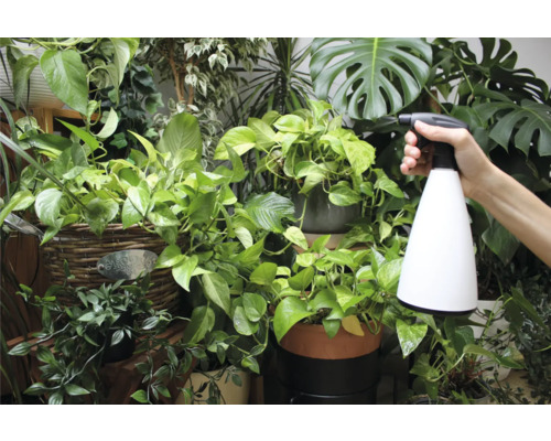 Eine Hand hält einen Pflanzensprüher vor verschiedenen Zimmerpflanzen.