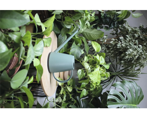 Bewässerungskanne zwischen Zimmerpflanzen