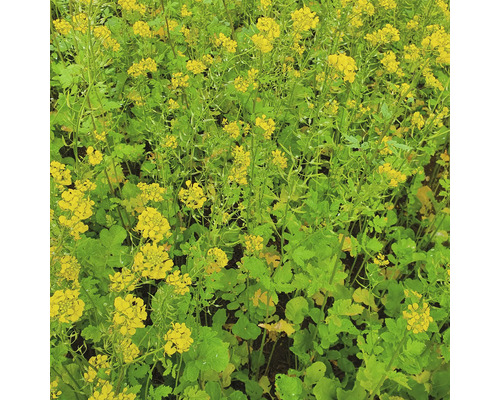 Feld mit blühendem Raps